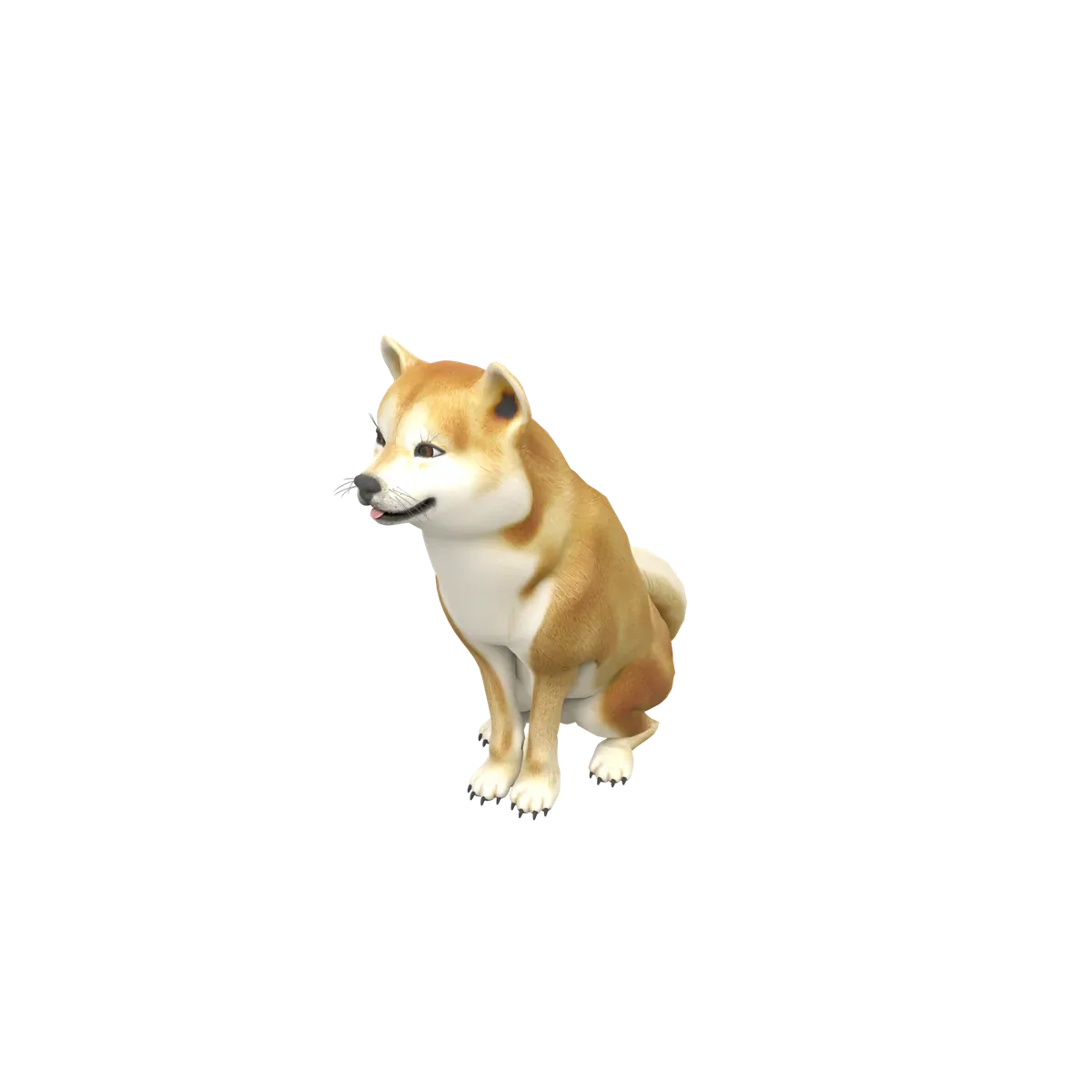 A Shiba Inu dog, 40 cm at the shoulder
